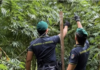 Calabria: guardia di finanza sequestra 19 piantagioni di canapa